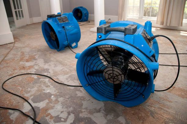 Best Local water damage restoration  in Yalaha, FL